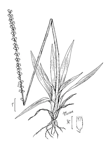 Golden Colicroot