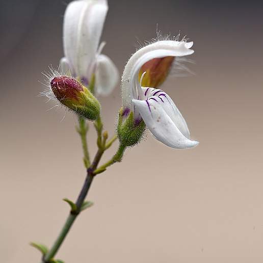Bush Beardtongue