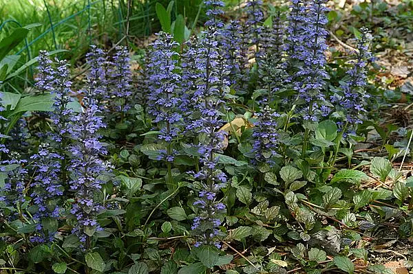 Bugleweed