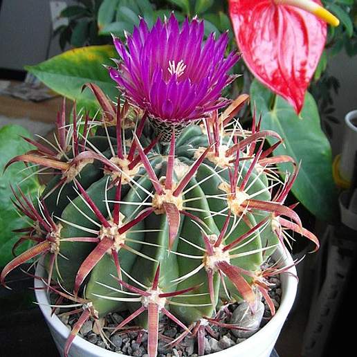 Devil's Tongue Cactus