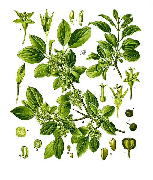 European Buckthorn