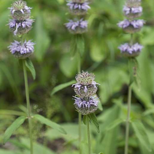 Downy Wood Mint