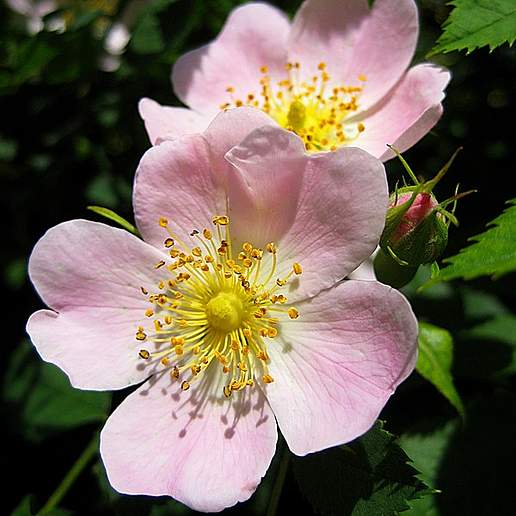 Dog Rose