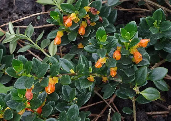 Clog Plant