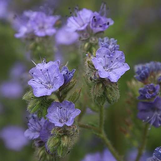 Branching Phacelia