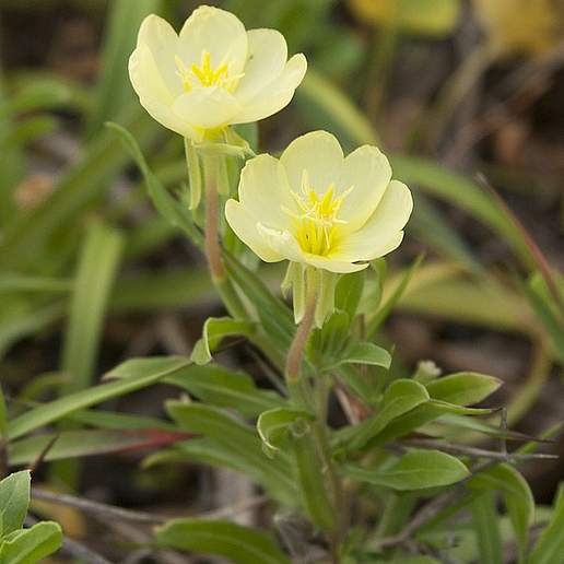 Cut Leaf Evening Primrose