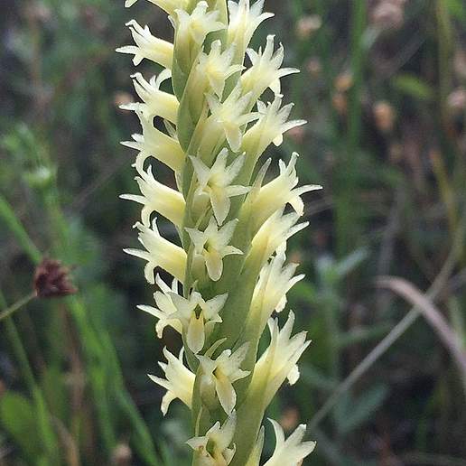 Creamy Lady's Tresses