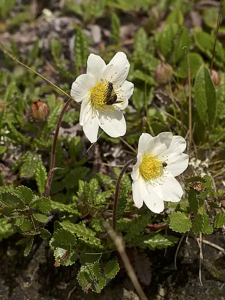 Eight Petal Mountain Avens