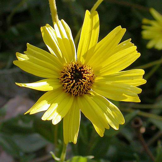 California Brittlebush