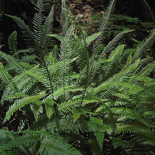 Hard Fern