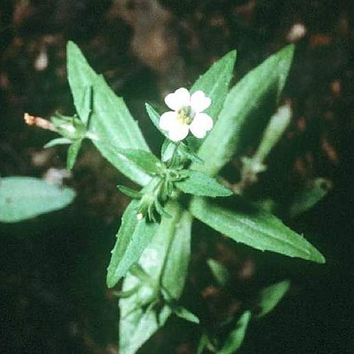 Clammy Hedge Hyssop