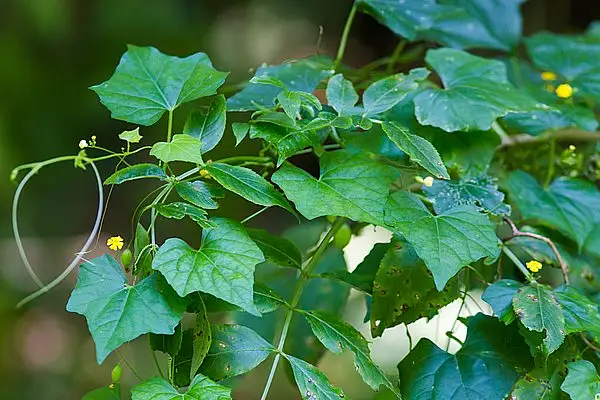 Guadeloupe Cucumber