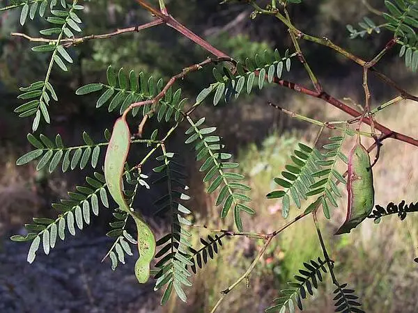 Peppermint Tree Wattle