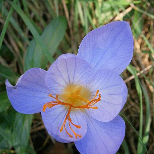 Bieberstein's Autumn Crocus