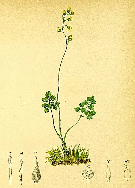 Dwarf Meadow Rue