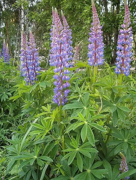 Bigleaf Lupine