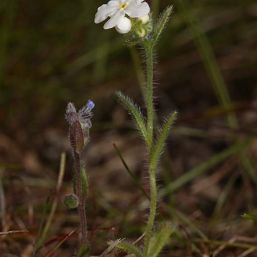 Clearwater Cryptantha