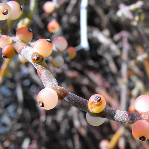 Christmas Mistletoe