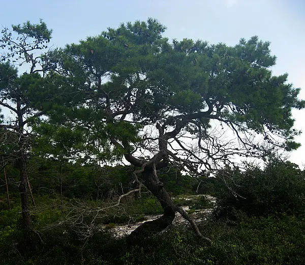 Alabama Pine