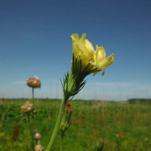 Carolina Desert Chicory
