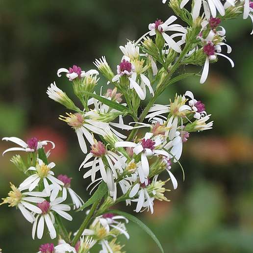 White Arrow Aster