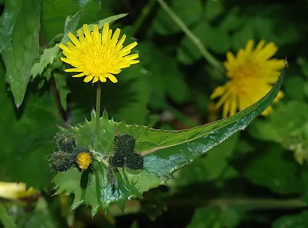Common Sow Thistle