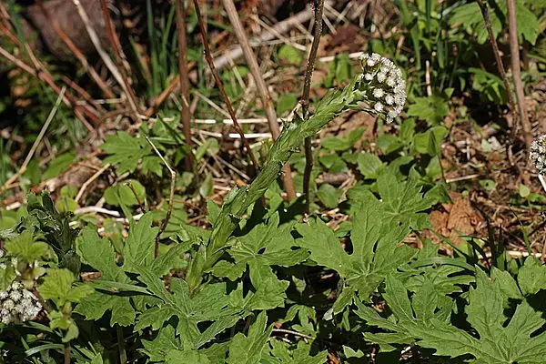 Arctic Sweet Coltsfoot
