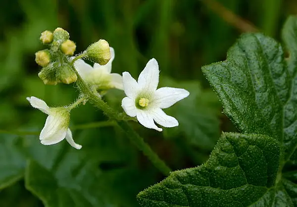 Valley Manroot