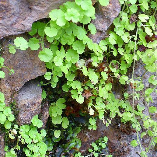 Cornish Moneywort