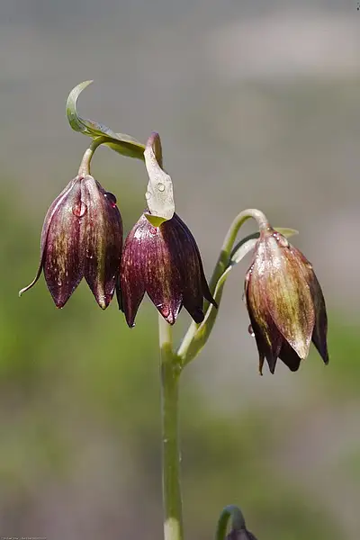 Chocolate Lily