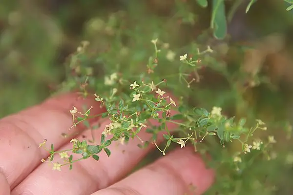 Climbing Bedstraw
