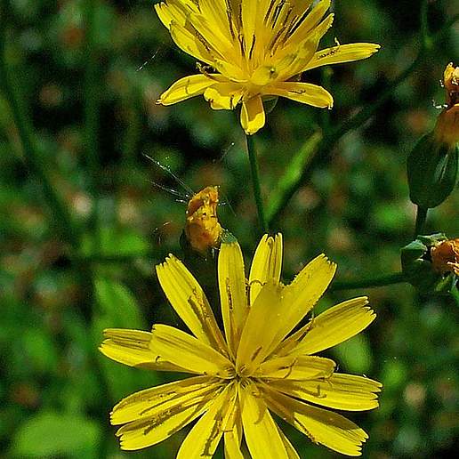 Nipplewort