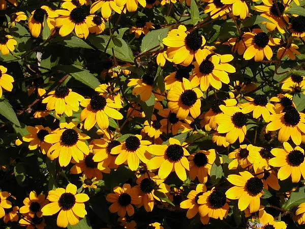 Three Lobe Coneflower