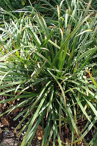 Purple Sheathed Graceful Sedge