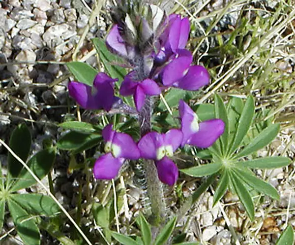 Lupinus Sparsiflorus Barbatulus