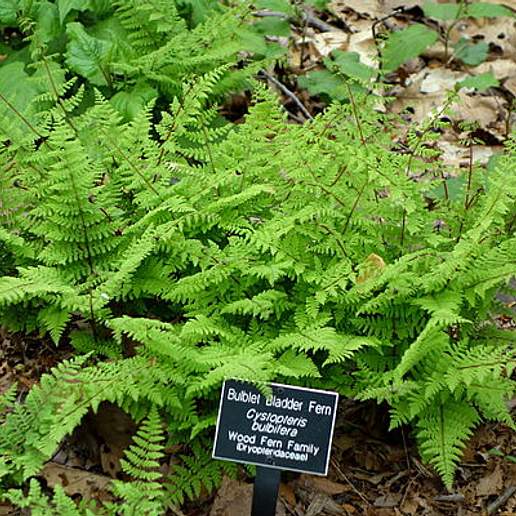 Bulb Bladderfern