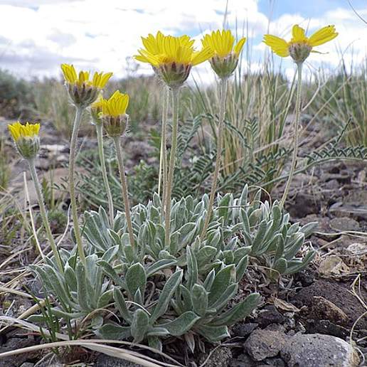 Stemless Four Nerve Daisy