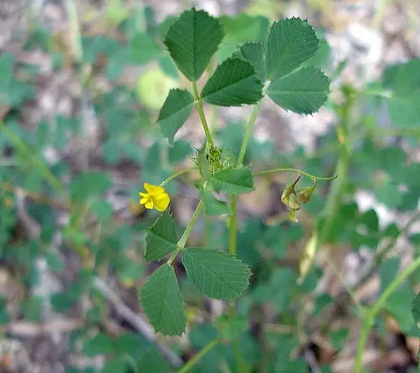 Burless Clover