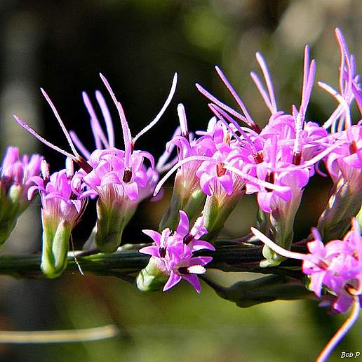 Chapman's Blazing Star