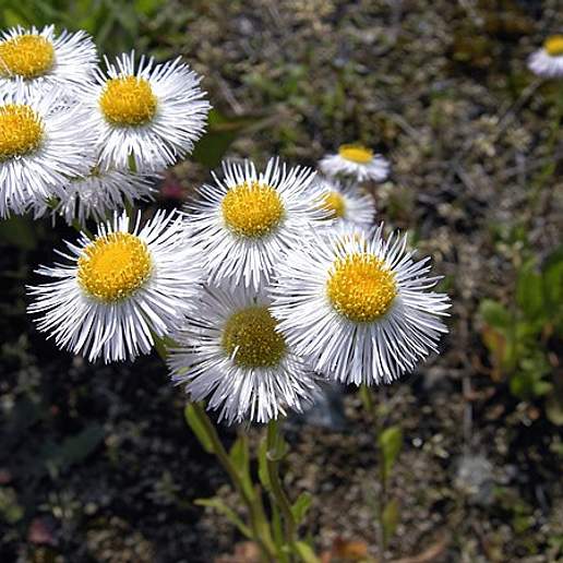 Daisy Fleabane
