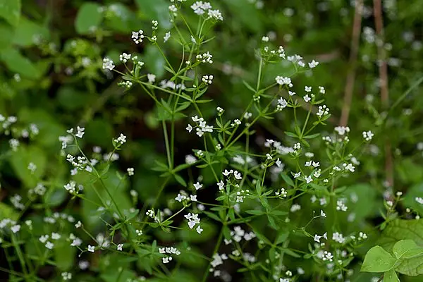 Bristly Bedstraw