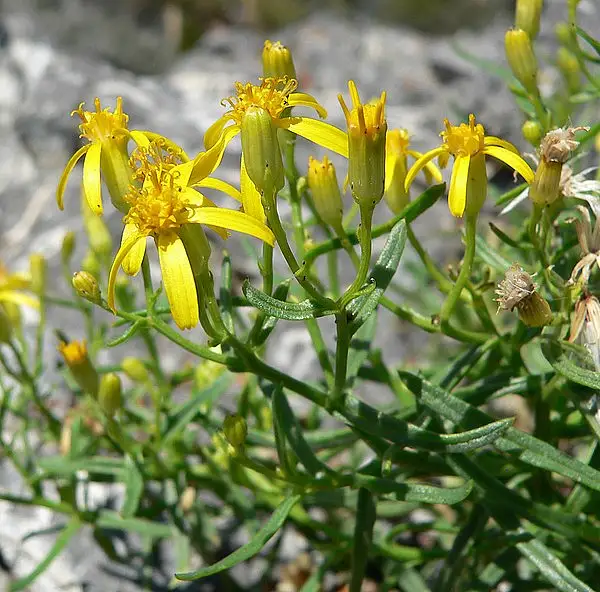 Broom Groundsel