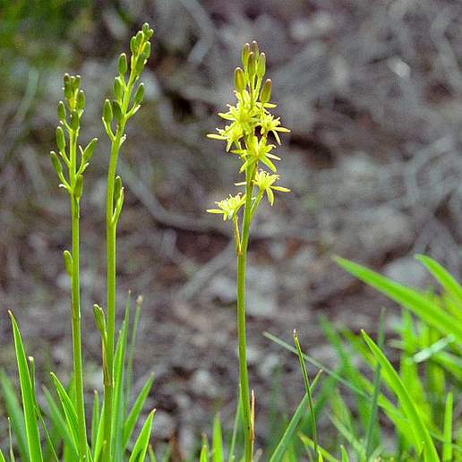 Bog Asphodel