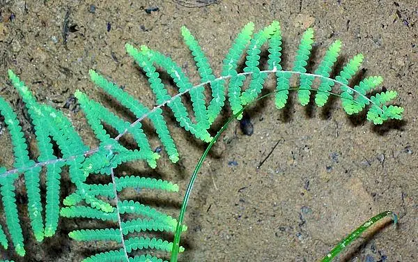 Carrier Tangle