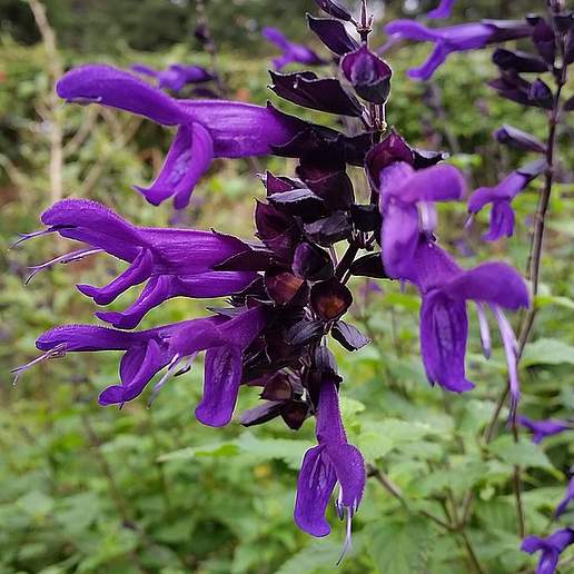 Salvia Coerulea