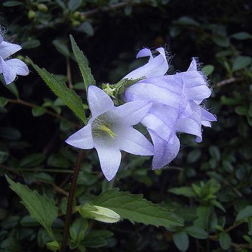 Nettle Leaved Bellflower