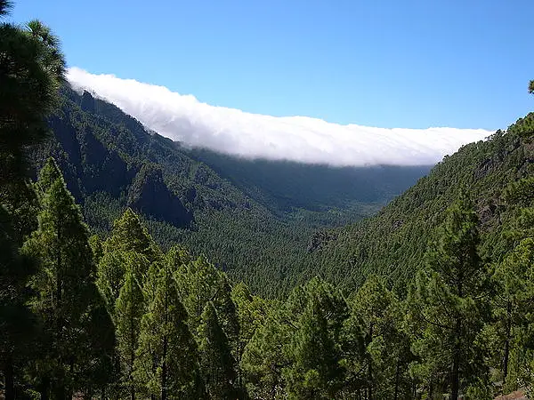 Canary Islands Pine