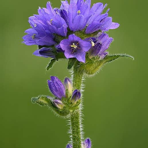 Campanula Cerviana