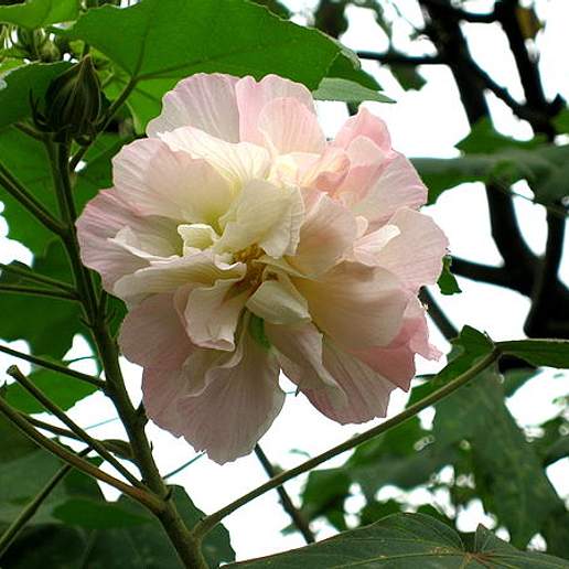 Dixie Rosemallow