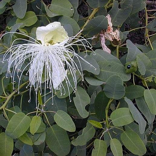 Native Caper